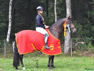 medryttarhäst finnes: Vill du djupdyka inom avel, ponny och ridning? i Hjärnarp - Annons 16