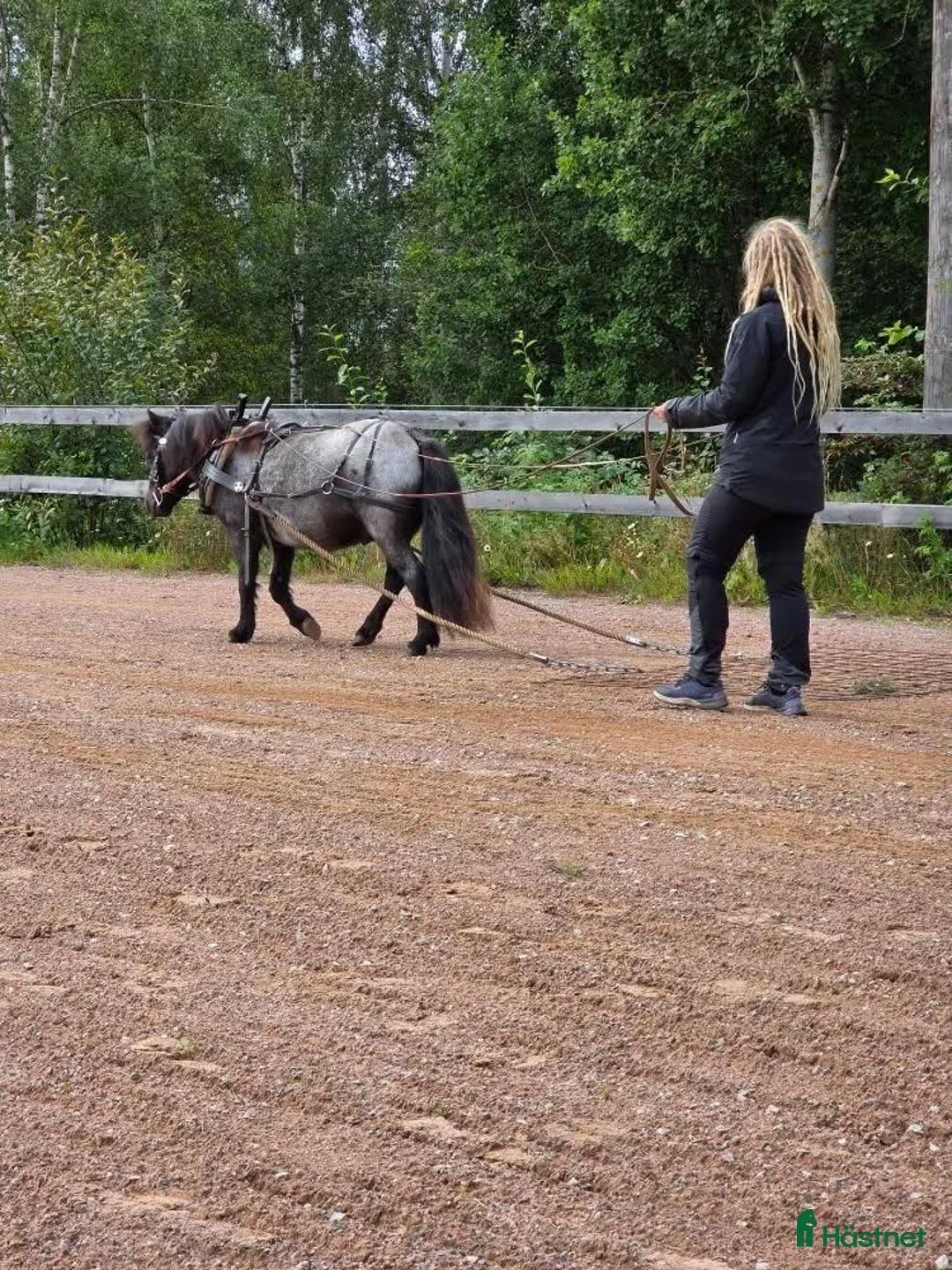 Körning hästar till salu: Väl inkörd valack. Bruks/ponnytrav. - Annons 5