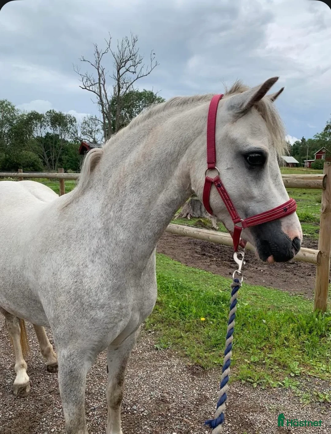 Allround hästar till salu: Sagoponny - Annons 1