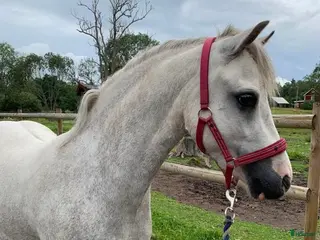 hästar Sagoponny - Annons 17