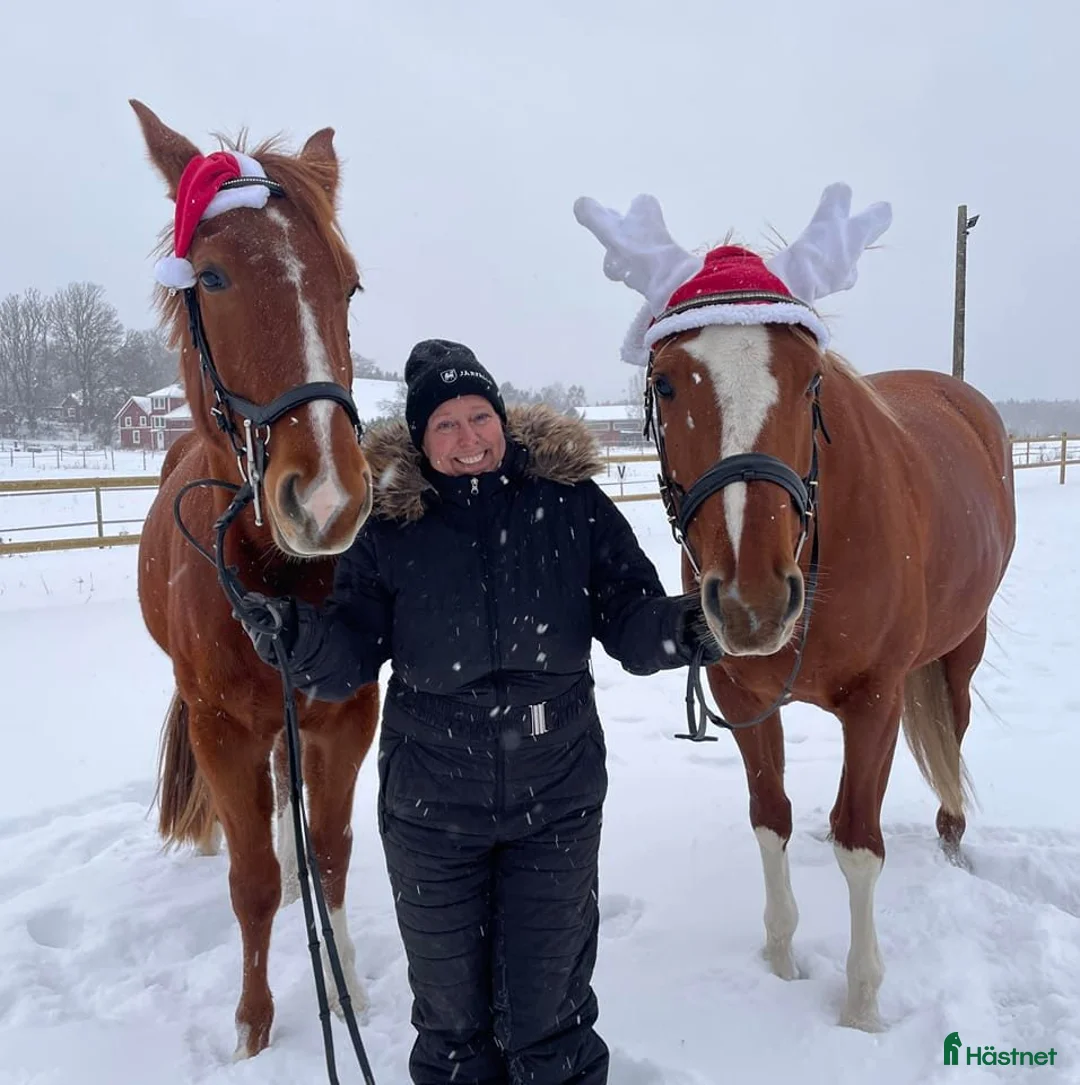 Galleribild {{count}}