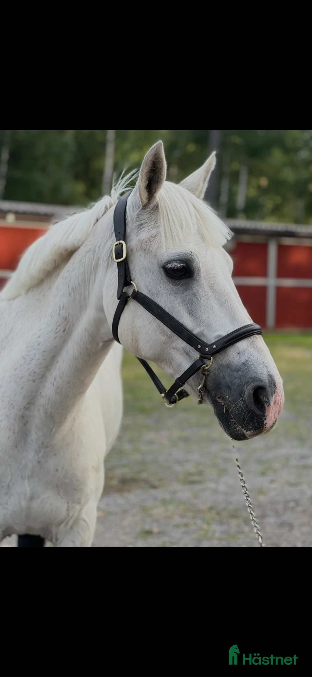  medryttarhäst finnes: Medryttare till Macha💝 - Annons 2