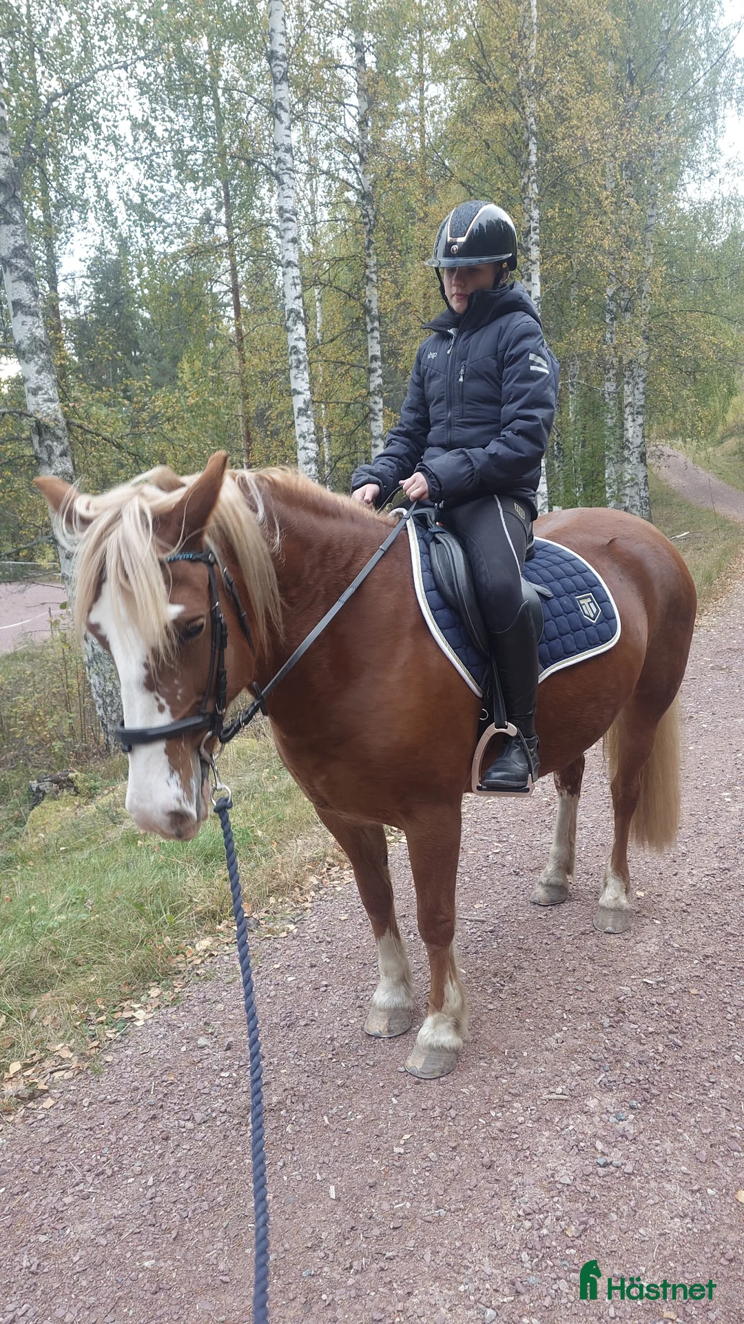 Allround hästar till salu: Rött sto för ridning och körning  - Annons 2