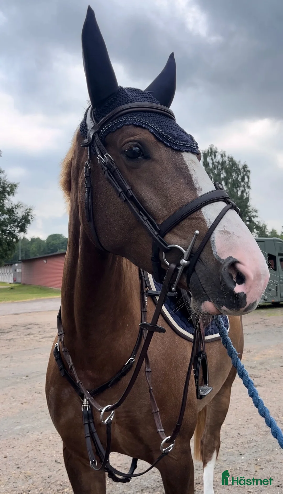 Hoppning hästar till salu: Lovande 4-åring!  - Annons 1