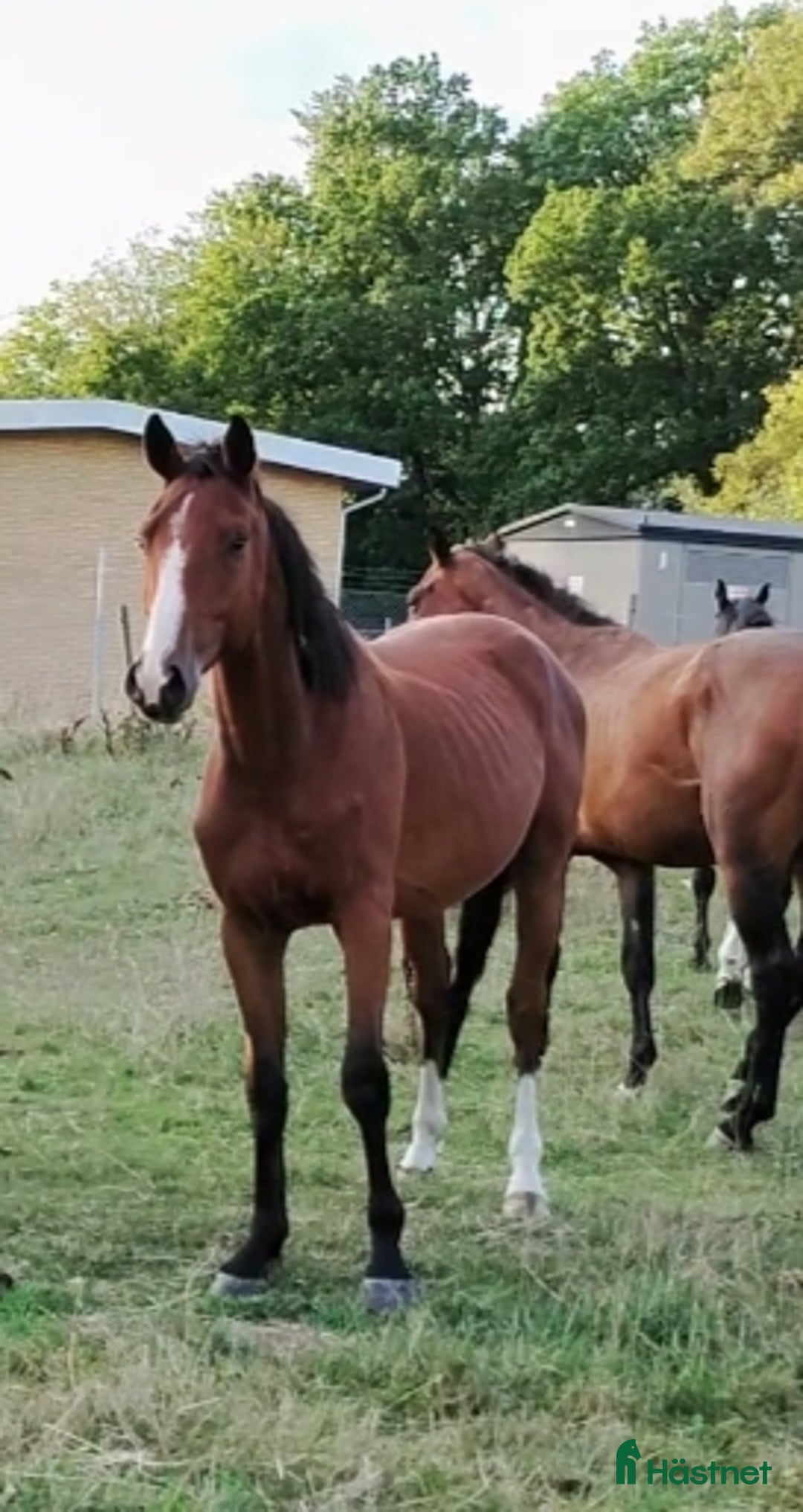 Hoppning hästar till salu: Treåring i Lyckeby - Annons 1