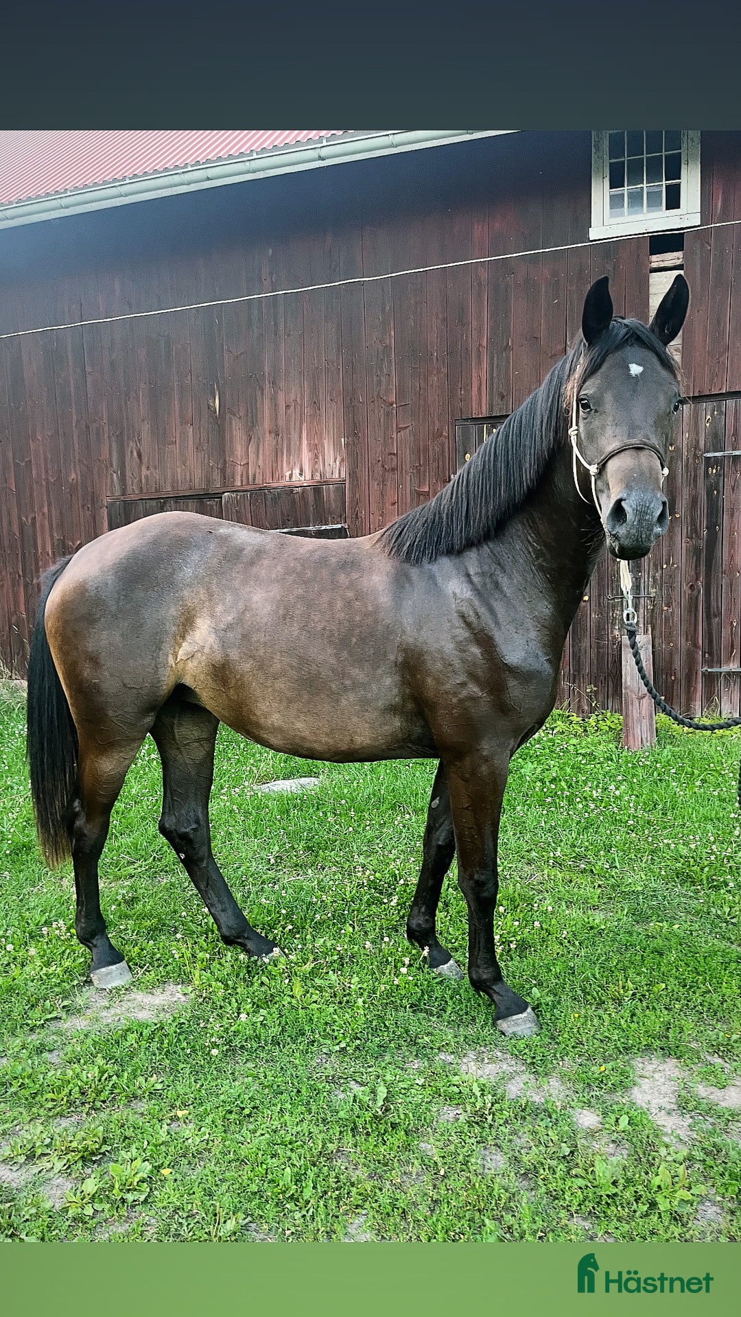 Hoppning hästar till salu: Sto -23 Kanon temperament! i Väring - Annons 4