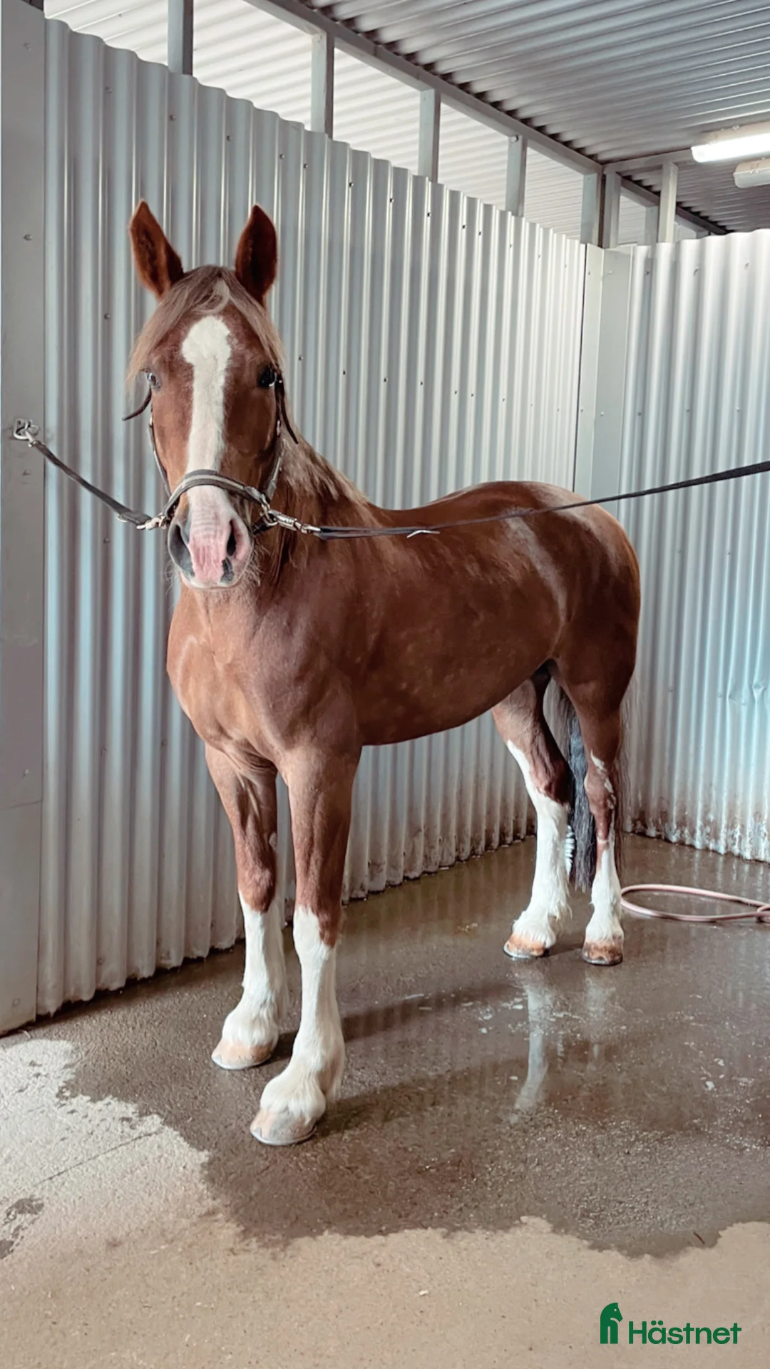 Allround hästar till salu: Vackert allround sto.  i Åre - Annons 2