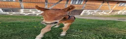 Hoppning hästar till salu: Stor massiv hingst  - Annons 5