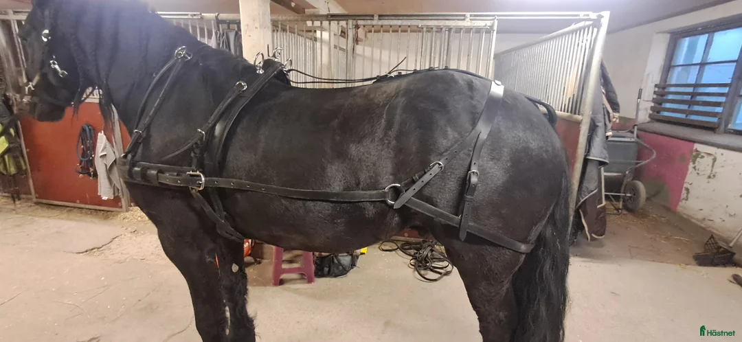 Körselar körning till salu: Maratonsele i äkta läder i Årsta - Annons 1