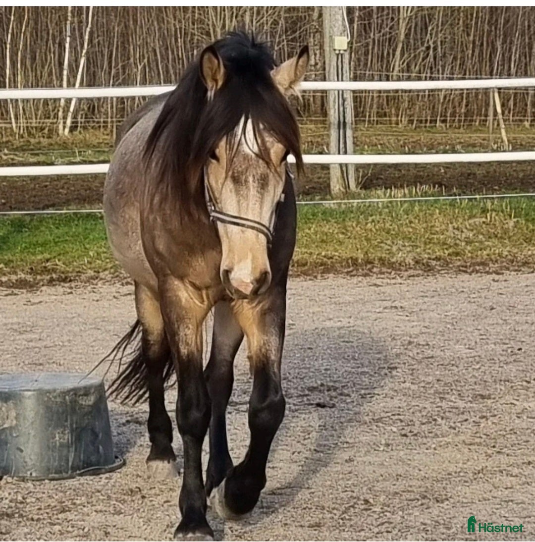  hästar Vackert sto - Annons 1