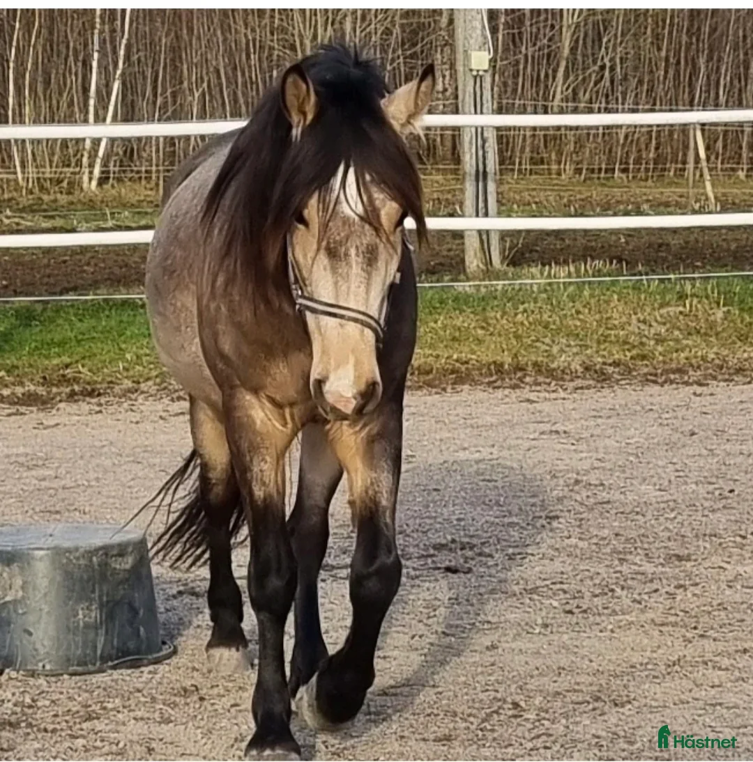 Allround hästar till salu: Vackert sto i Ed - Annons 1