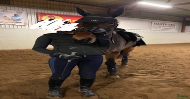  hästar i Saltsjö-Boo - Annons 4
