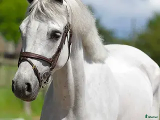 hästar D-PONNY PERFEKT FÖRSTA PONNY/ VERKSAMHET - Annons 9