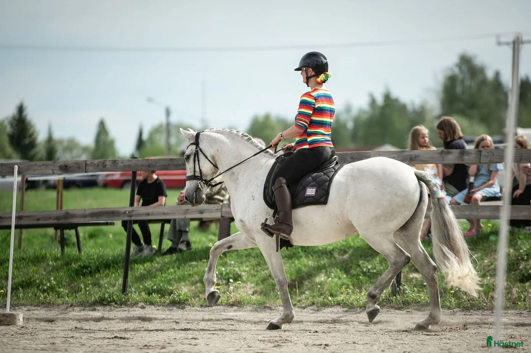 Dressyr hästar till salu: Vackert PRE-sto - Annons 1