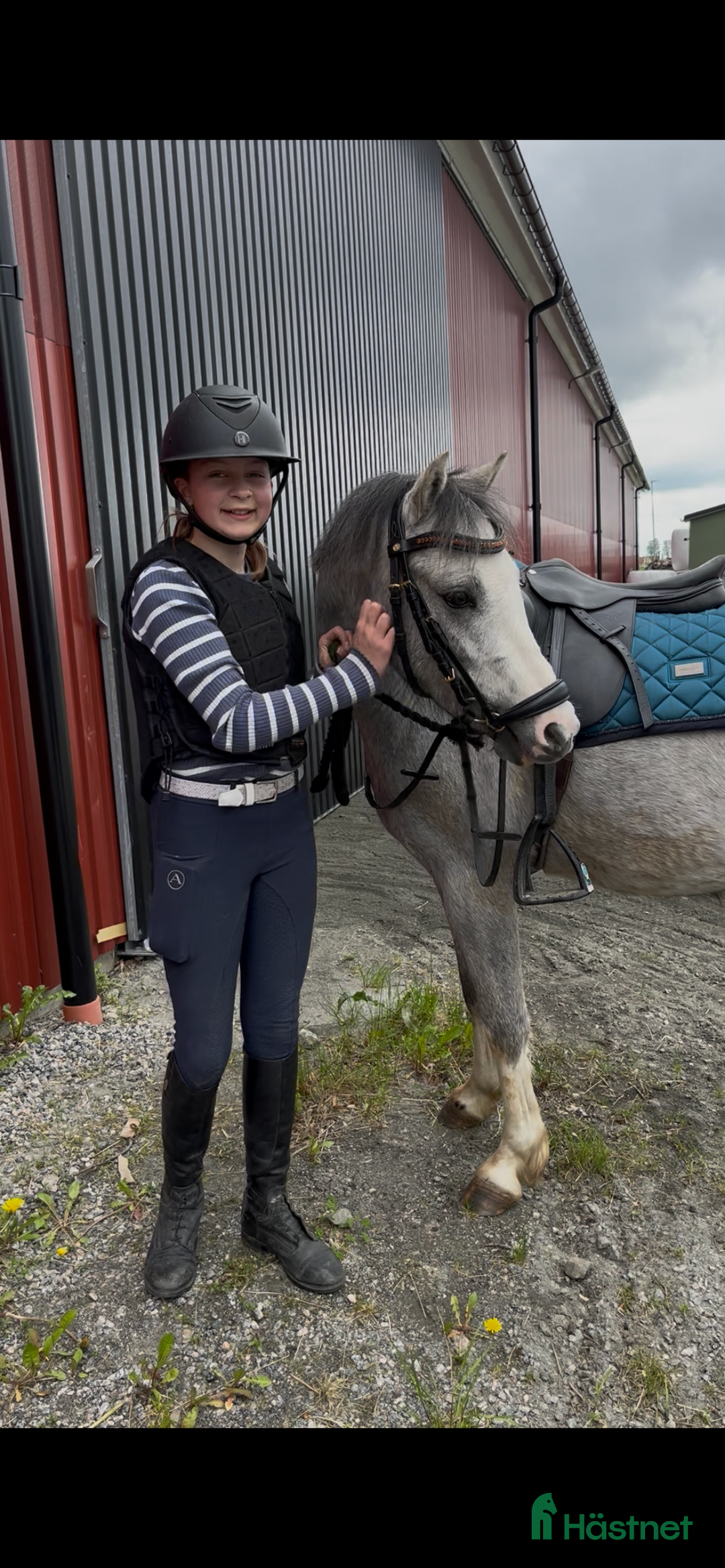 Hoppning hästar till salu: Ponny för framtiden, nedsatt pris! i Vara - Annons 1
