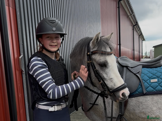 hästar Ponny för framtiden, nedsatt pris! i Vara - Annons 18