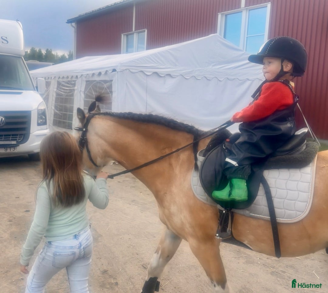 Allround hästar till salu: Sötaste och snällaste barnponnyn - Annons 5