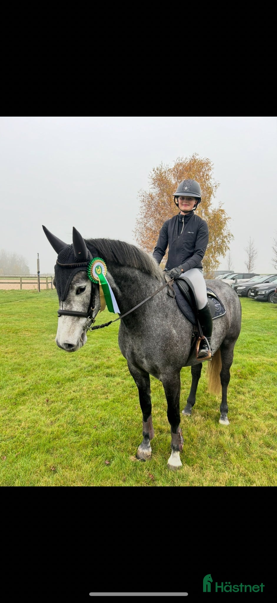  hästar Trevligt sto för hopp eller dressyr - Annons 4