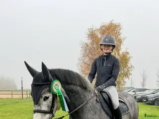 hästar Trevligt sto för hopp eller dressyr - Annons 4