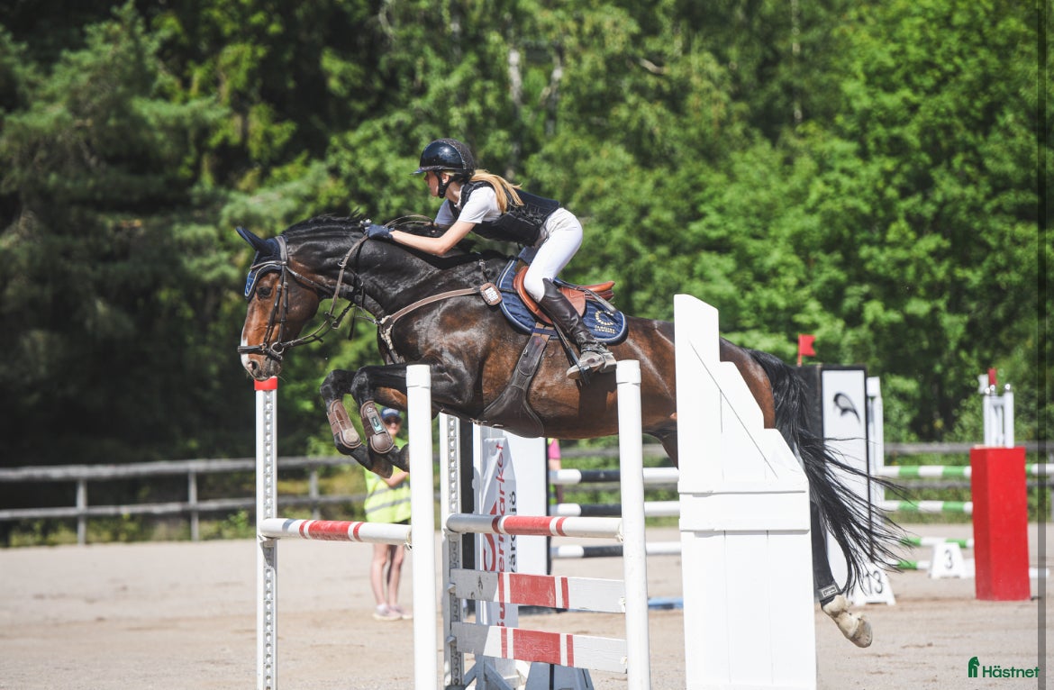  hästar Trevlig hopphäst - Annons 18