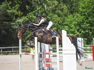 hästar Trevlig hopphäst - Annons 18