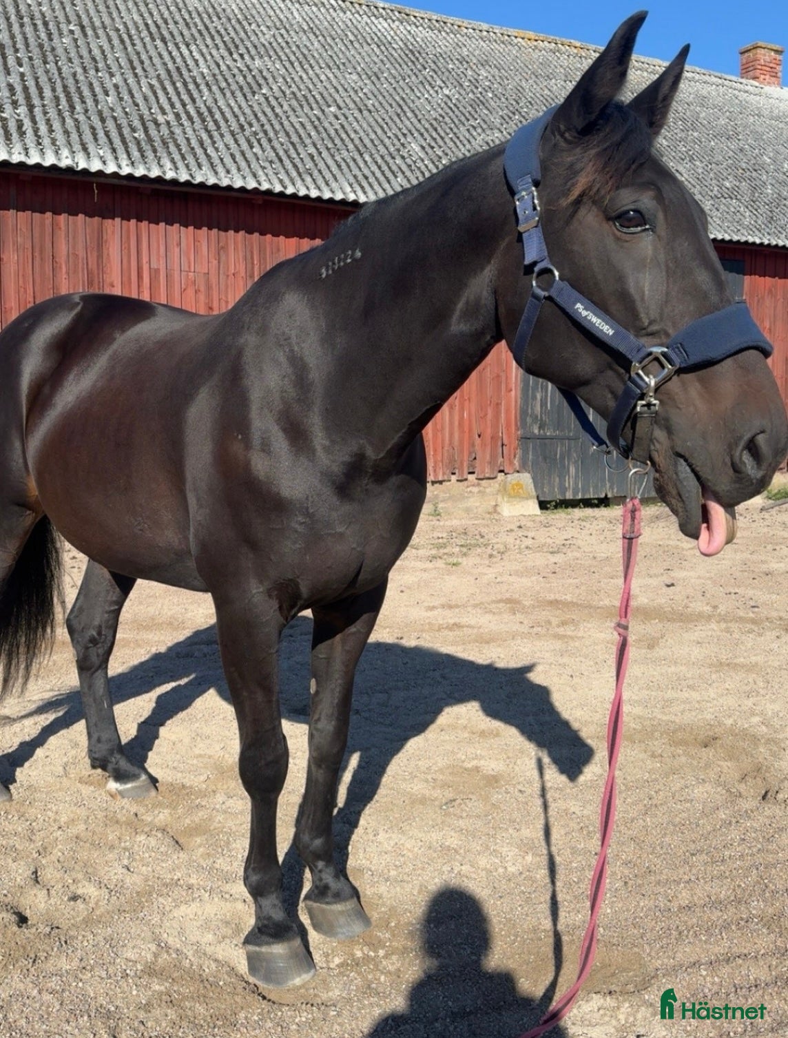  hästar Snäll och okomplicerad travare  - Annons 9