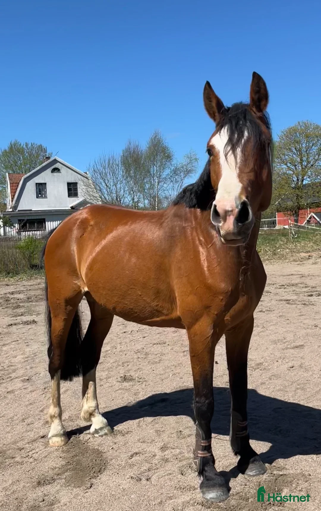 Hoppning hästar till salu: Sto 9 år för avel och ridning - Annons 1