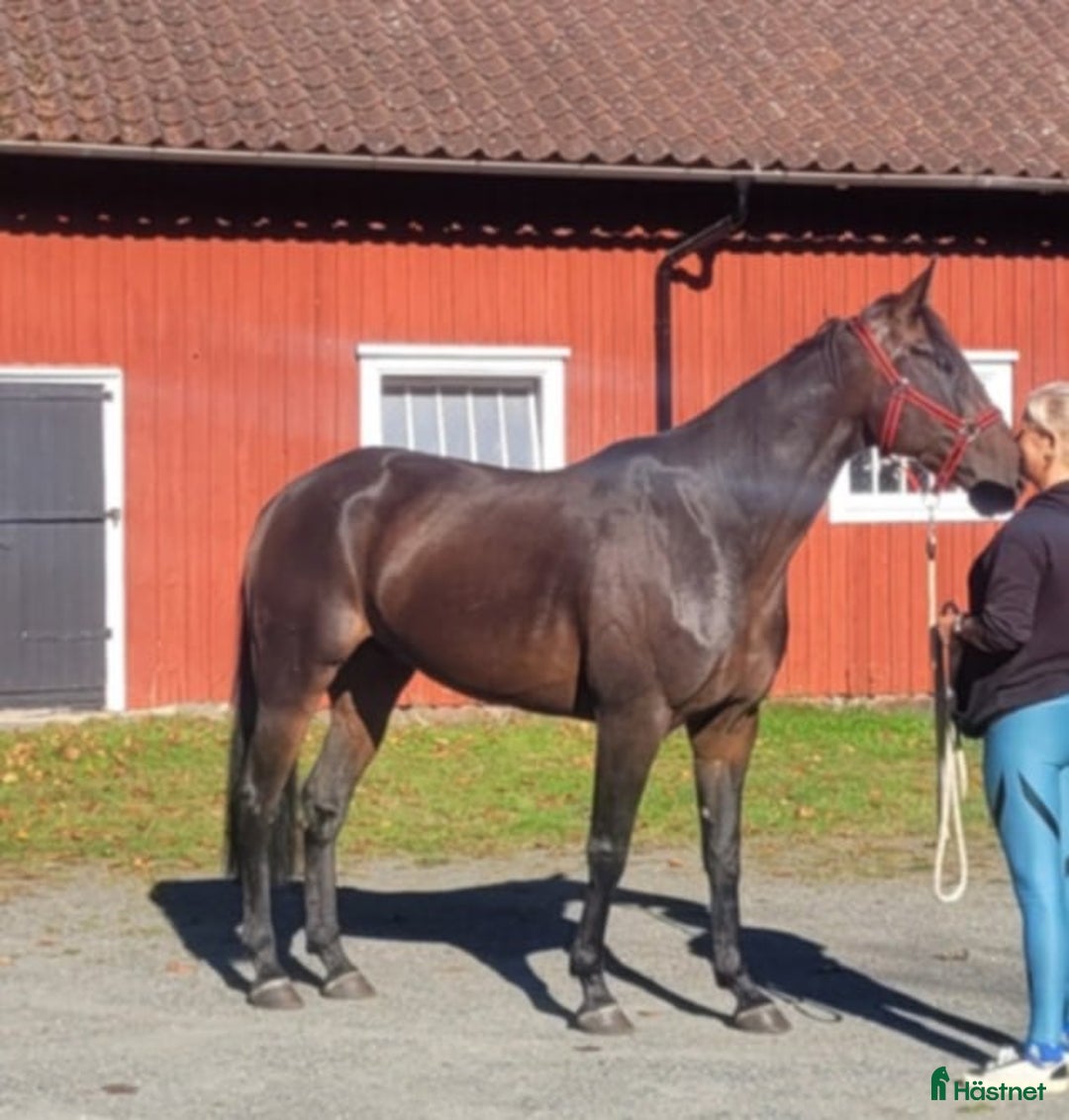 Allround hästar till salu: Kraftfull sporthäst i Stenkullen - Annons 3