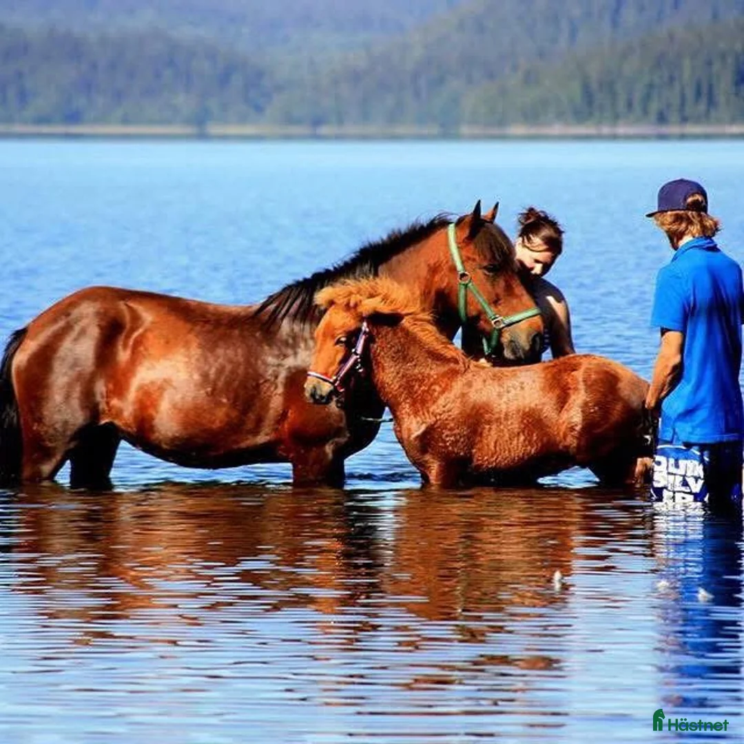 Island hästar till salu: Gjafar från Hästfjället, ståtlig och äventyrssugen - Annons 5
