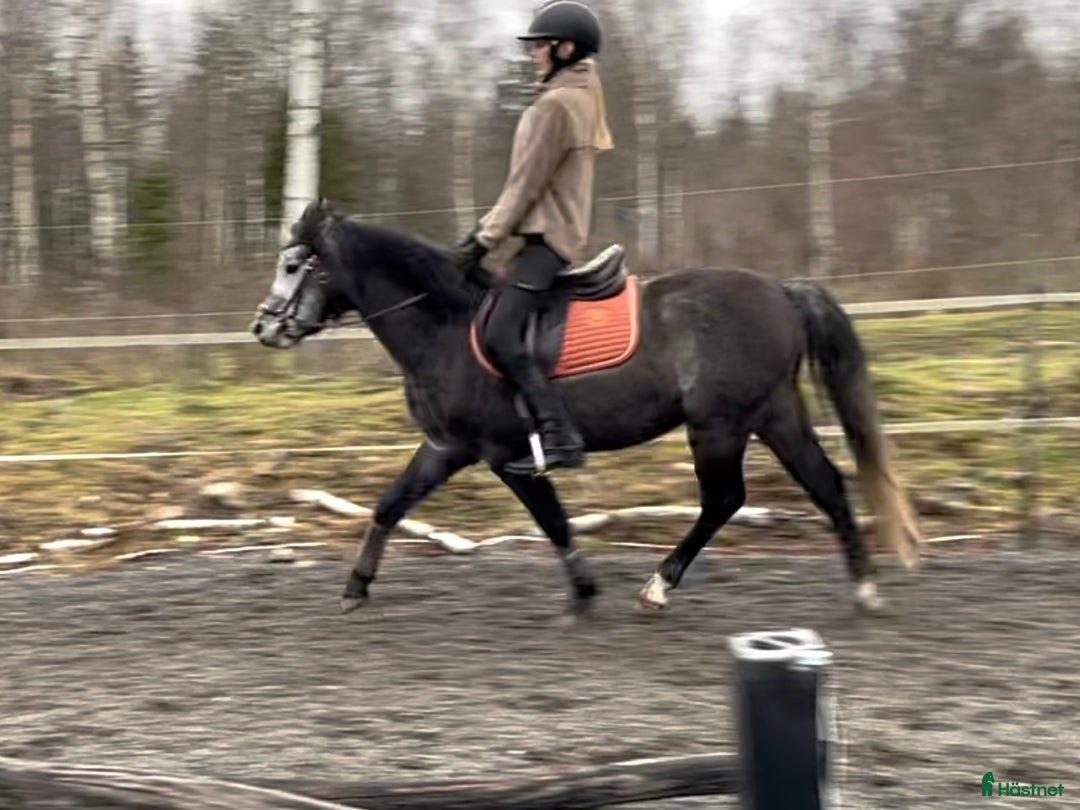 Allround hästar till salu: Sockersöt riden welshponny 3 år i Nybro - Annons 9