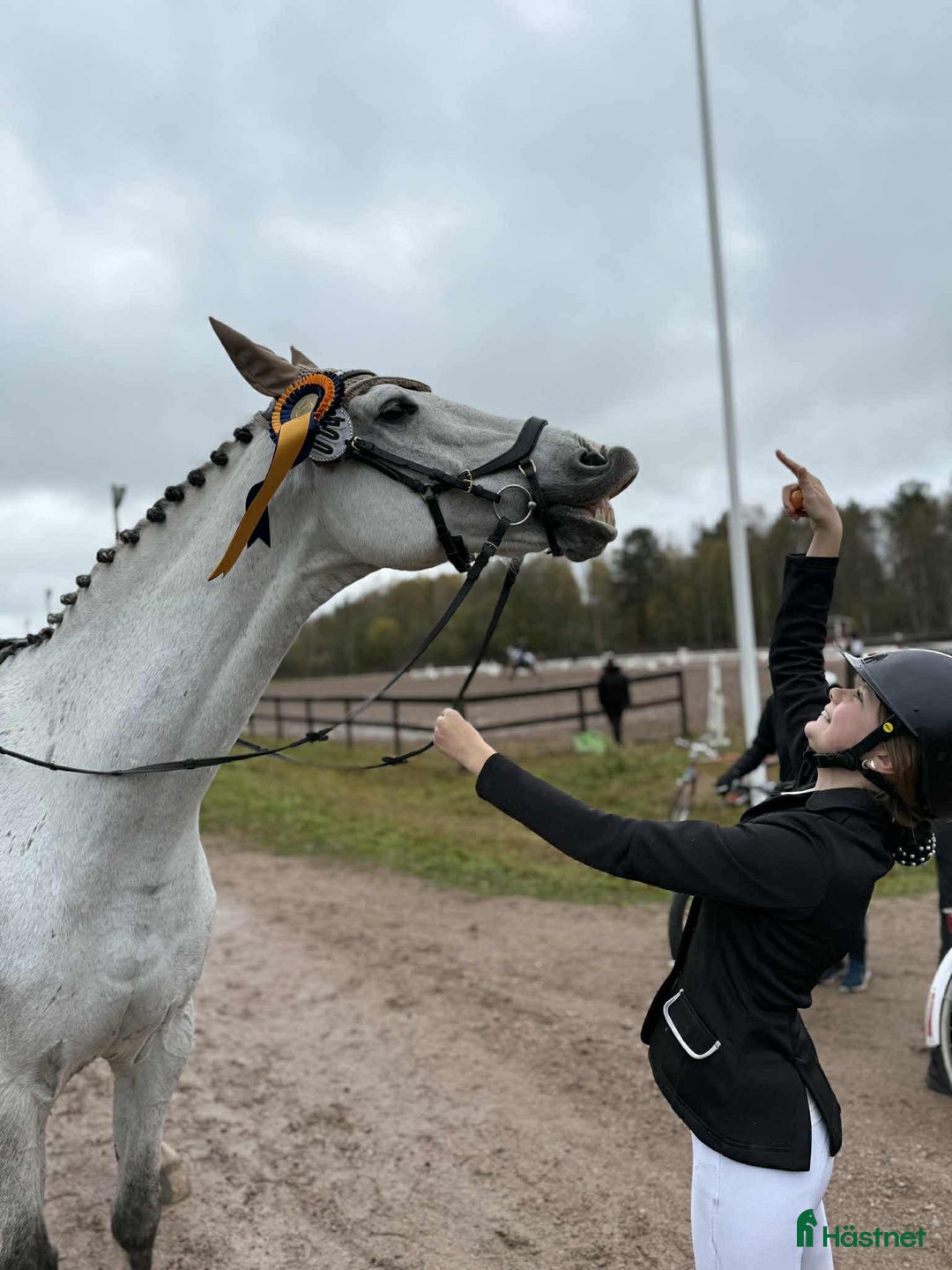 Allround hästar till salu: Bästa vän söker nytt hem 💕 i Malung - Annons 3