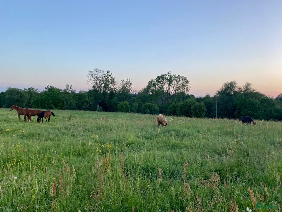  stallplats finnes: Inackordering - Annons 1