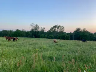 stallplats Inackordering - Annons 8