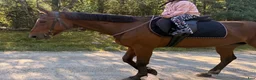 Dressyr hästar till salu: Snygg & genomsnäll valack - Annons 5