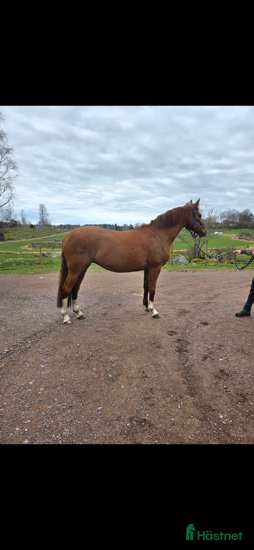 Allround hästar till salu: Fint sto till både avel och ridning  - Annons 2