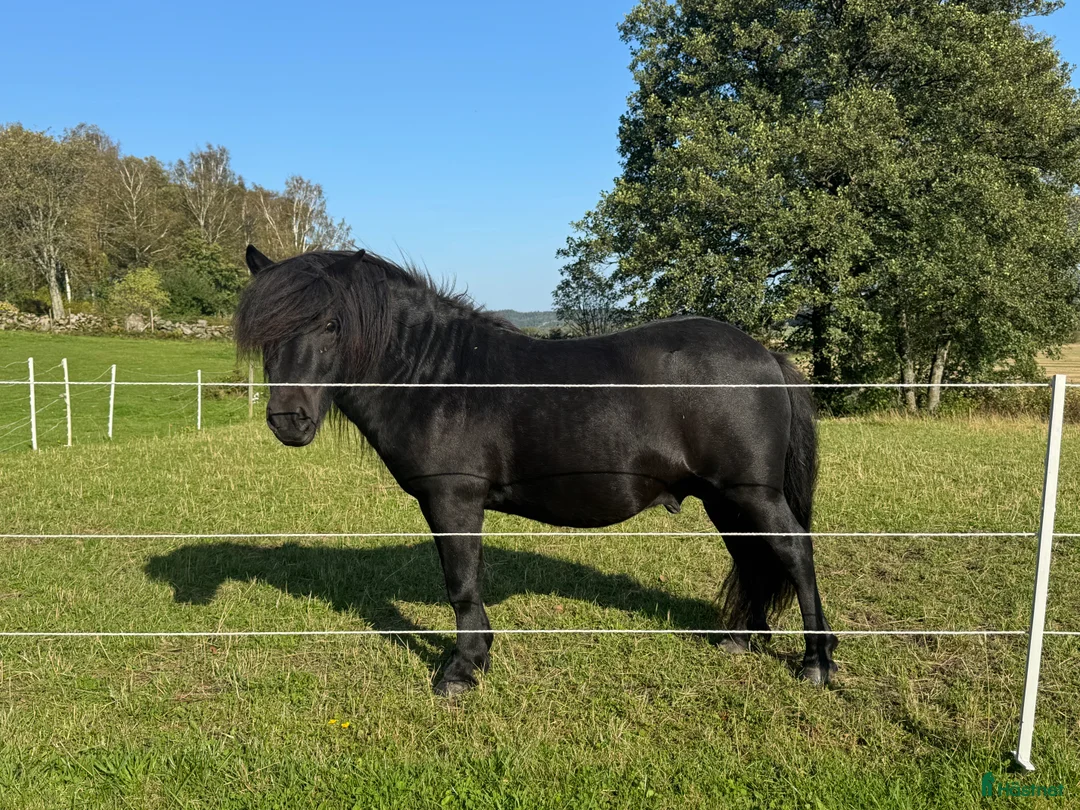 Allround hästar till salu: Gläntas Solid  - Annons 6