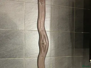 Sadeltillbehör hästutrustning Cheval sadelgjord i Värnamo - Annons 4