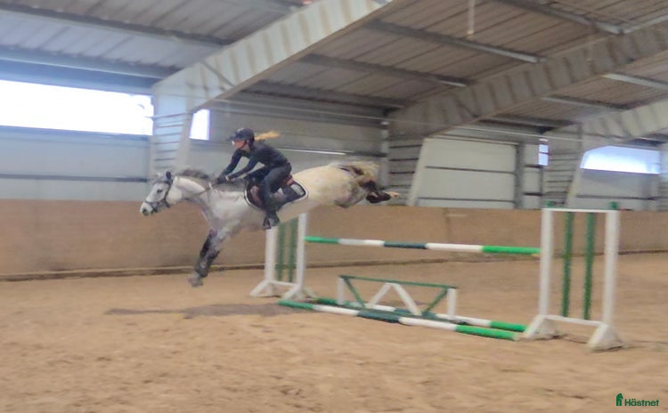  hästar Framtidslöfte i Ulricehamn - Annons 4