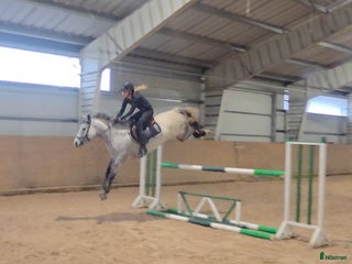 Hoppning hästar till salu: Ponny med mycket kapacitet i Ulricehamn - Annons 2