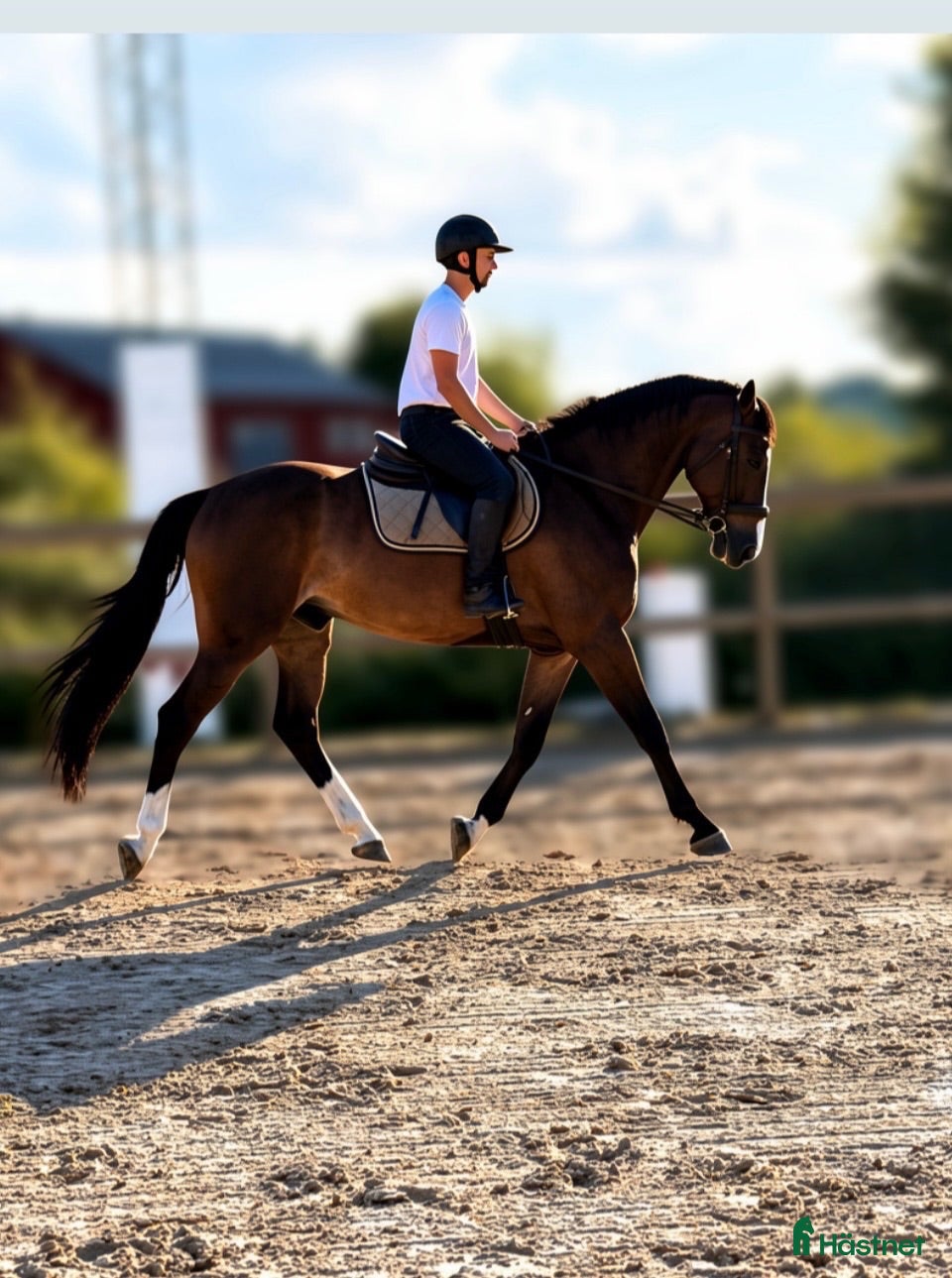  hästar Mjuk och trevlig valack - Annons 1