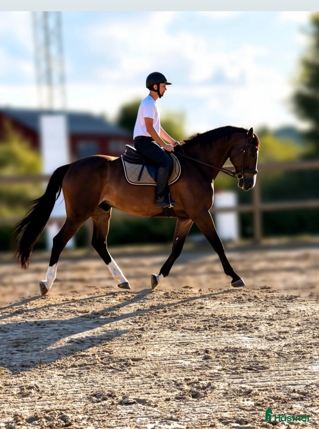 Allround hästar till salu: Mjuk och trevlig valack - Annons 1