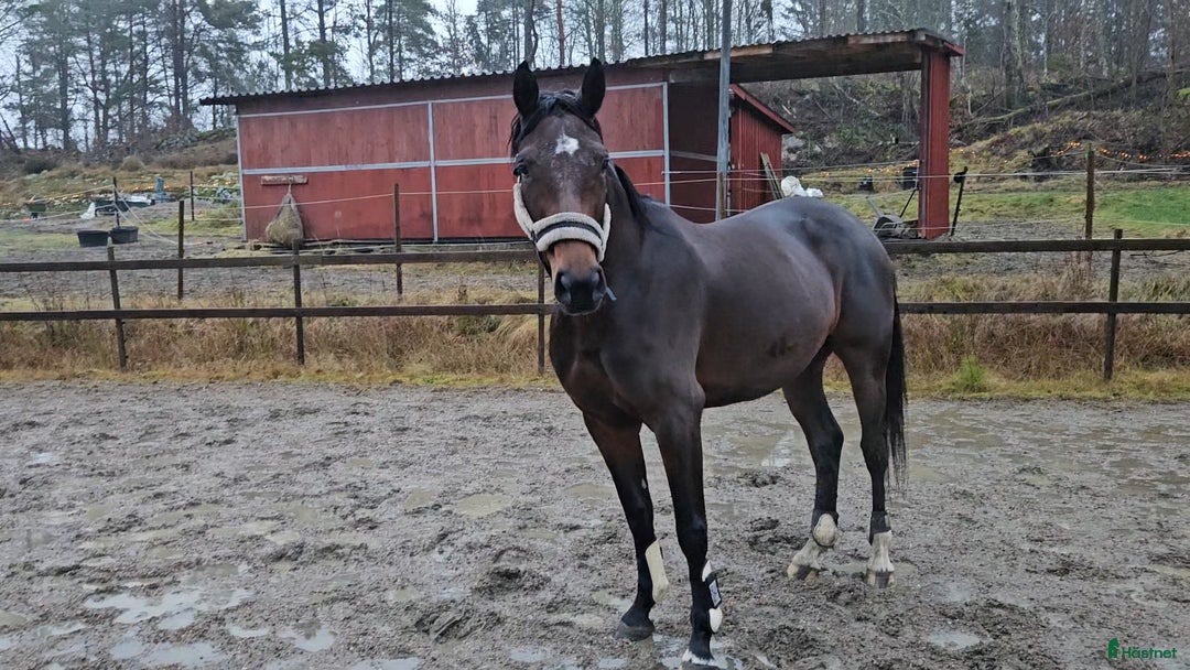 Allround hästar till salu: Grön häst  i Lilla Edet - Annons 2