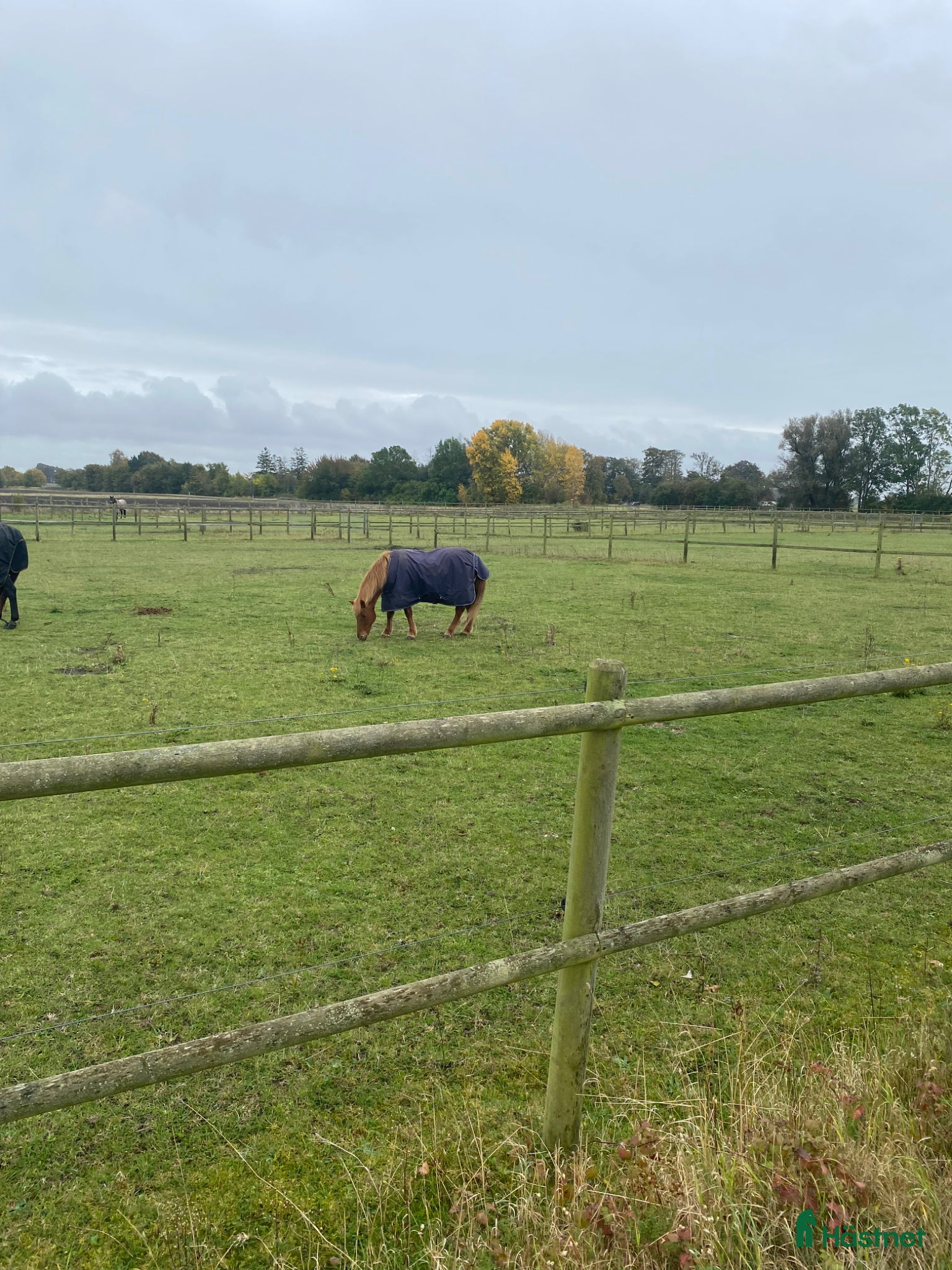  stallplats Sommarkompis - Annons 6