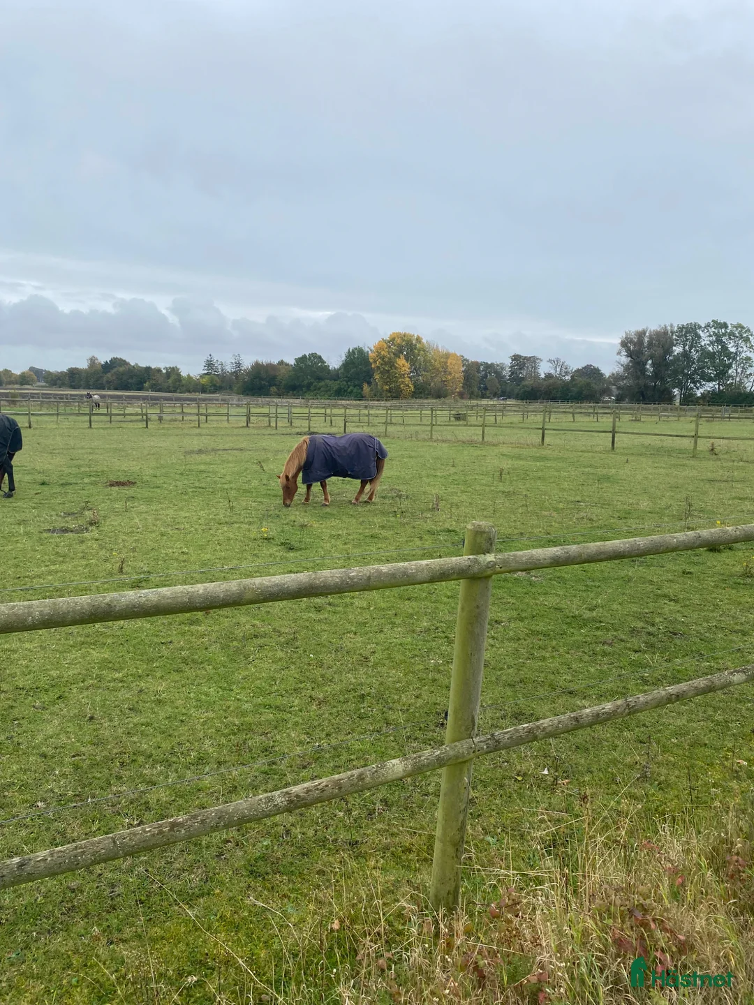  stallplats finnes: Sommarkompis - Annons 1