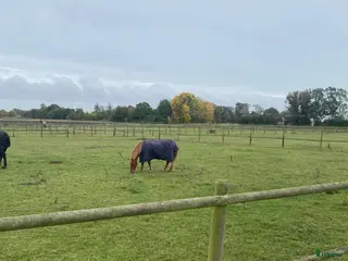 stallplats Sommarkompis - Annons 6