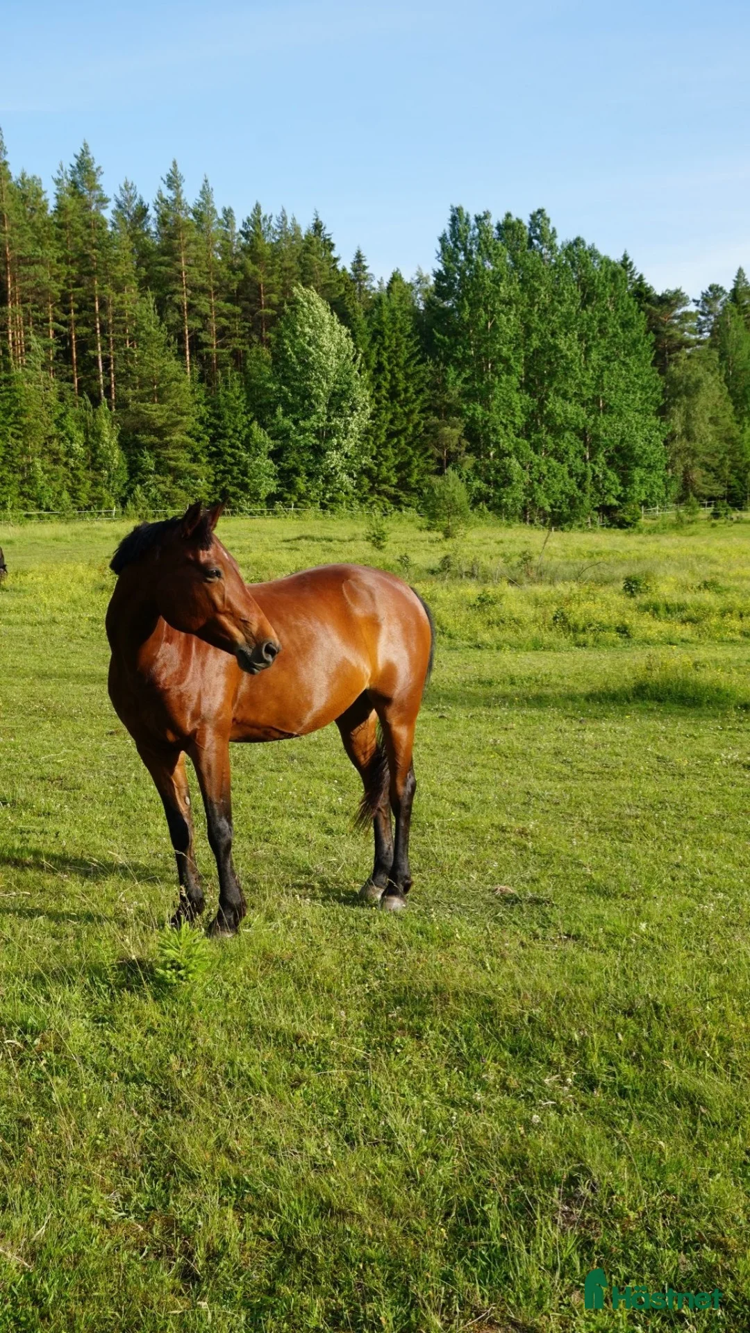 Dressyr hästar till salu: Läromästare dressyr i Alingsås - Annons 2