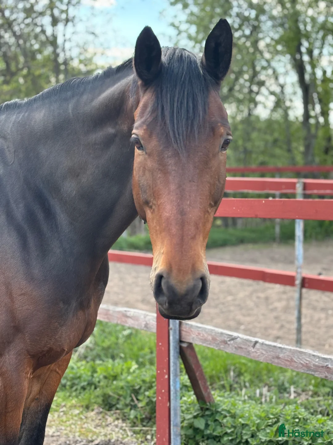 Allround hästar till salu: Häst med utstrålning och stort hjärta – Conrad - Annons 5