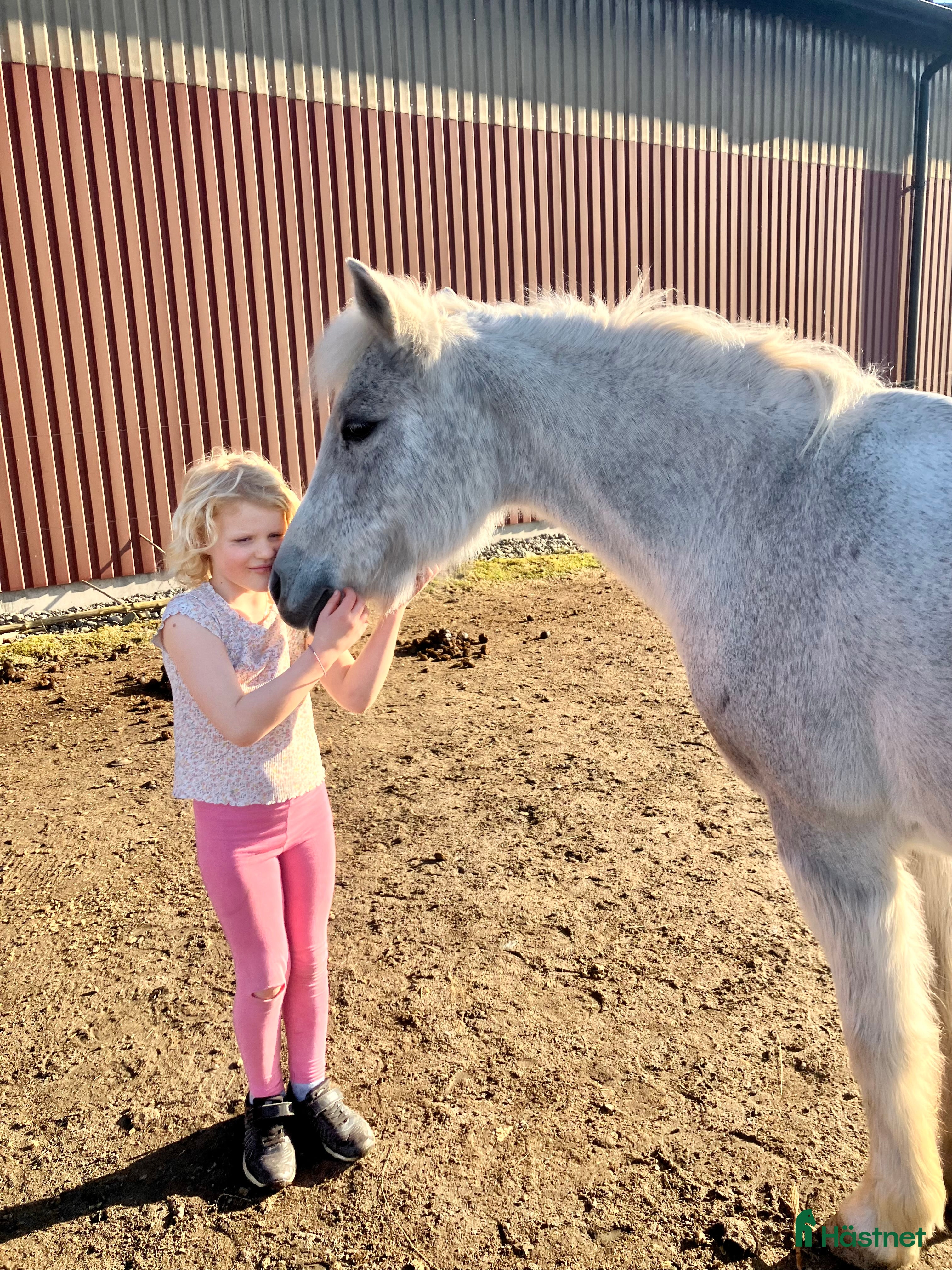  hästar Supersnäll c-ponny i Säve - Annons 15