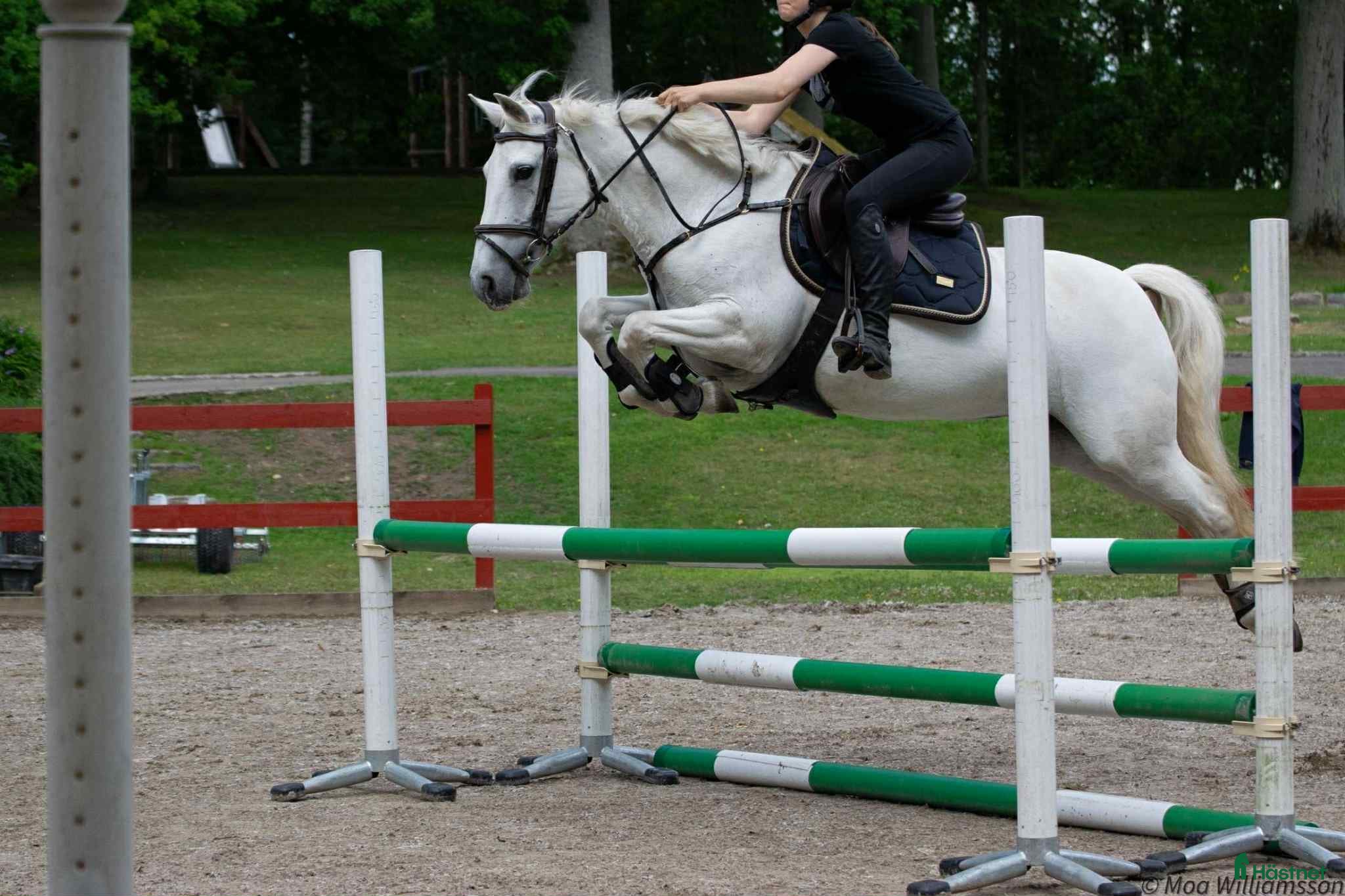  hästar Trevlig ponny säljes i Värnamo - Annons 16