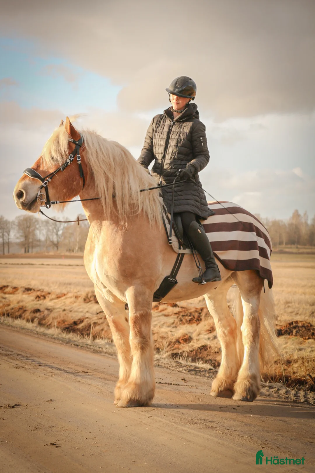 Allround hästar till salu: Bytes – Ardenner med stor utvecklingspotential - Annons 2